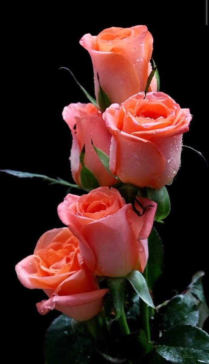 tag_nine's tweet photo. #بدايـــــــــــــــہ https://t.co/HG939KkQYL