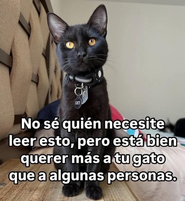 gatuna_Pilar_2's tweet photo. Está bien. https://t.co/bMwIaRvBR0