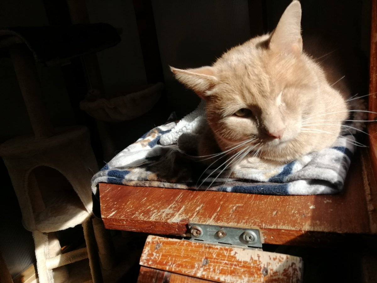 animalswilmslow's tweet photo. 🧡 Curtis in His Cosy Spot
A sunny windowsill can make it feel like summer all year round for this friendly 3-year-old. ☀️🥰
Curtis would suit family life and may be happy with another docile cat or dog.
Learn more/adopt: https://t.co/rubuJEDWD8
#AdoptDontShop #Wilmslow https://t.co/AxBWGuh0G4