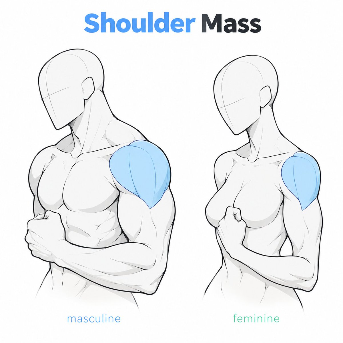 ezdrawps's tweet photo. Female &amp; Male shoulder reference https://t.co/hwQ3F4KxV8