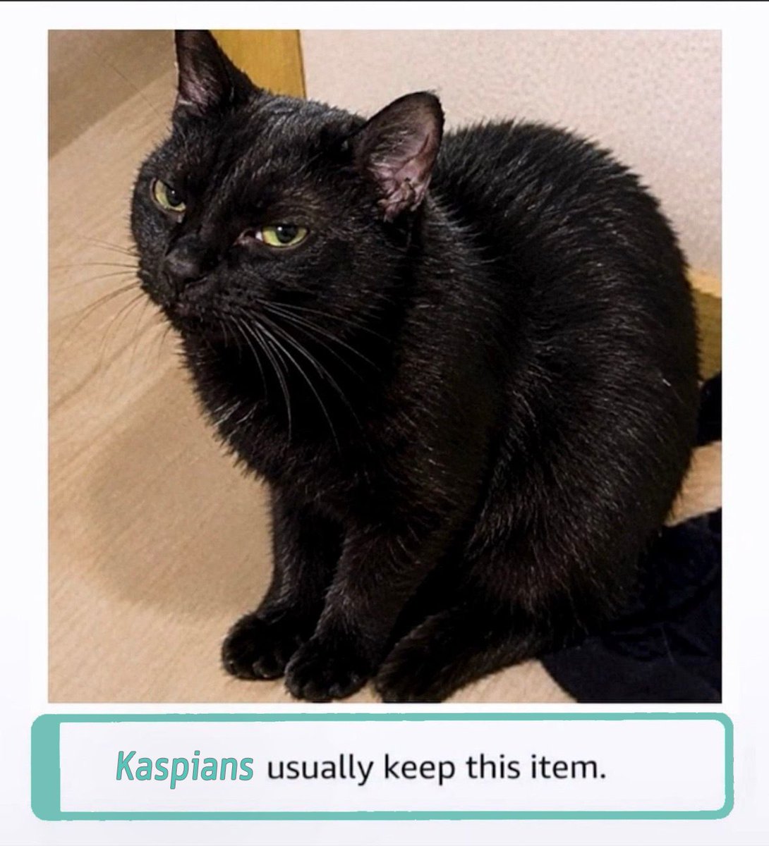 NachotheKat's tweet photo. They say I'm special?

I just go with it.

$KAS $NACHO https://t.co/7SNnpuo544