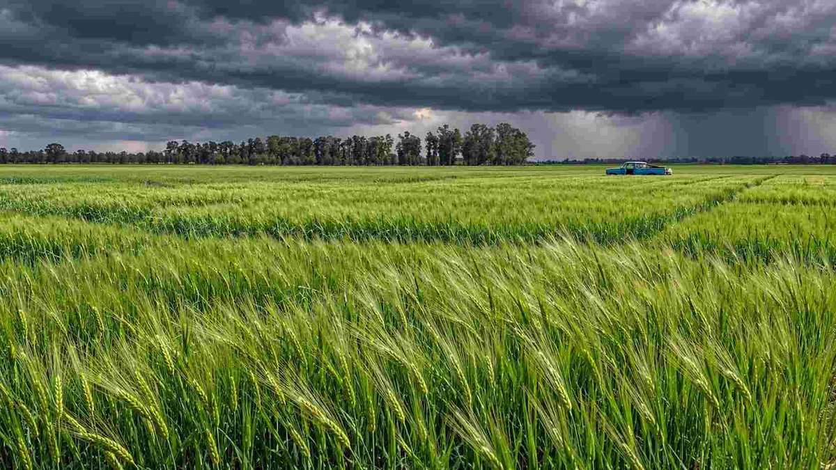 RuralNetOficial's tweet photo. #Agricultura #agricultura #BCCBA #campañaagrícola #cebada La Pampa: el trigo y la cebada avanzan en buen estado, pero miran las lluvias y las heladas https://t.co/6vYlyfzdYZ https://t.co/pmDRTfPVyD