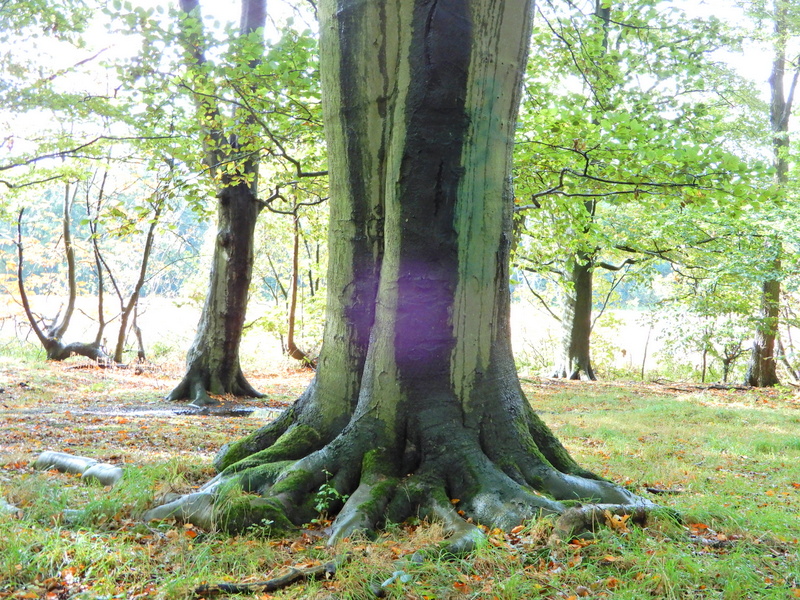 yonderspell's tweet photo. Stop! Do not enter - unless you are a friend of the trees. 
#Tuesdaytrees #thicktrunktuesday #nature 🌳 https://t.co/dShBouNve7