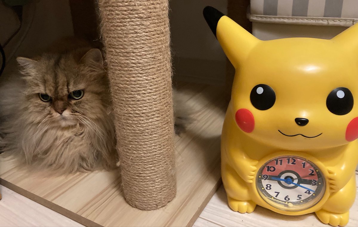 spes3529muse's tweet photo. 今日もお疲れ様でした🐈 https://t.co/ldhHuwM7xC