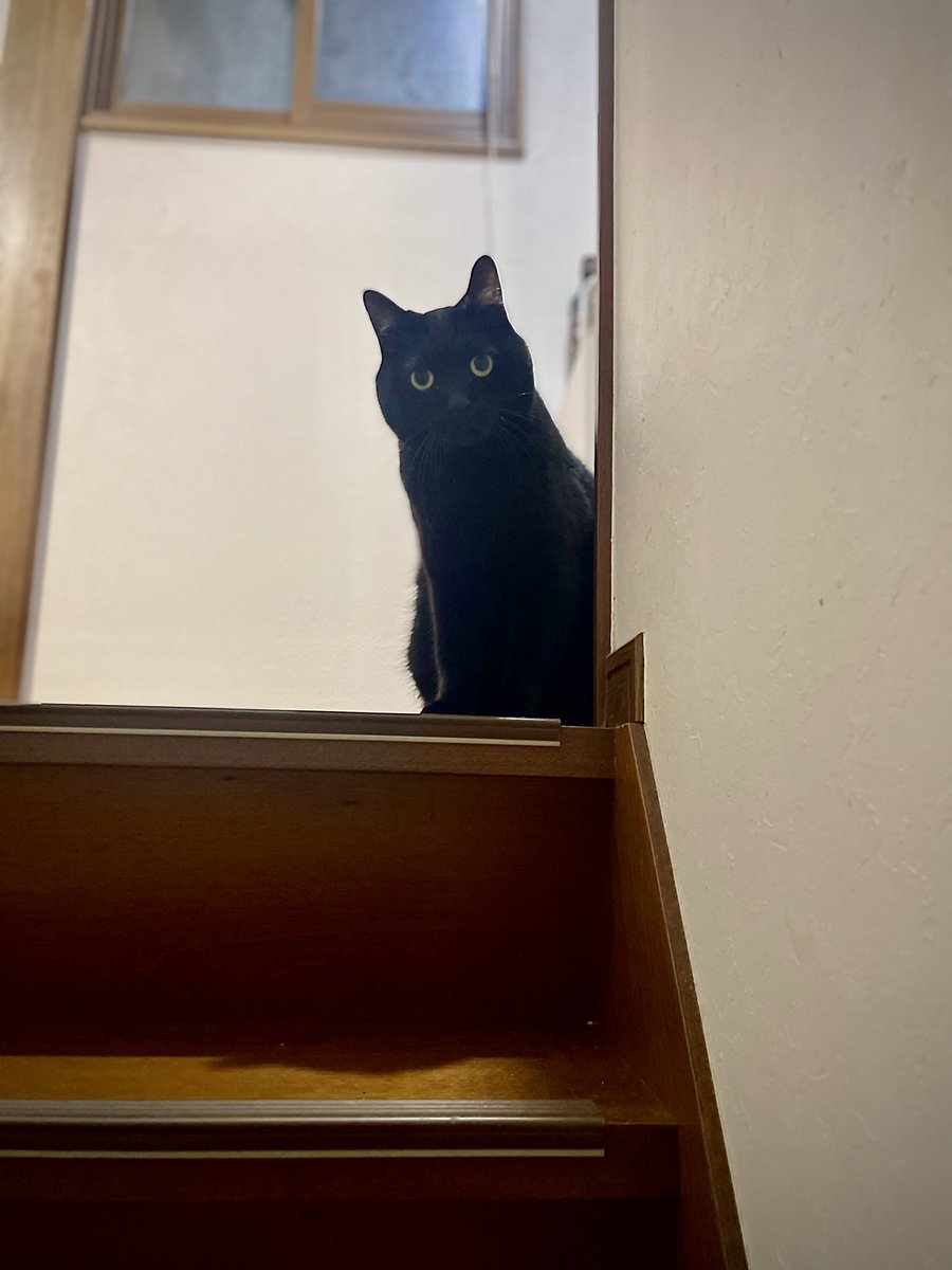 zeal105's tweet photo. #招き猫の日
#猫のいる暮らし https://t.co/ULRypxapj0