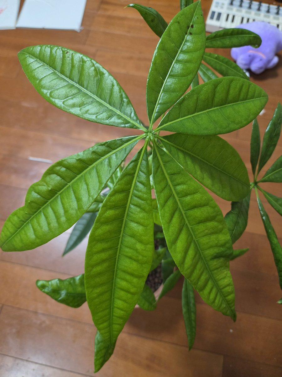scaperec's tweet photo. 初の葉っぱが7枚のパキラ
#パキラ #観葉植物 https://t.co/bu8WJNiq3I