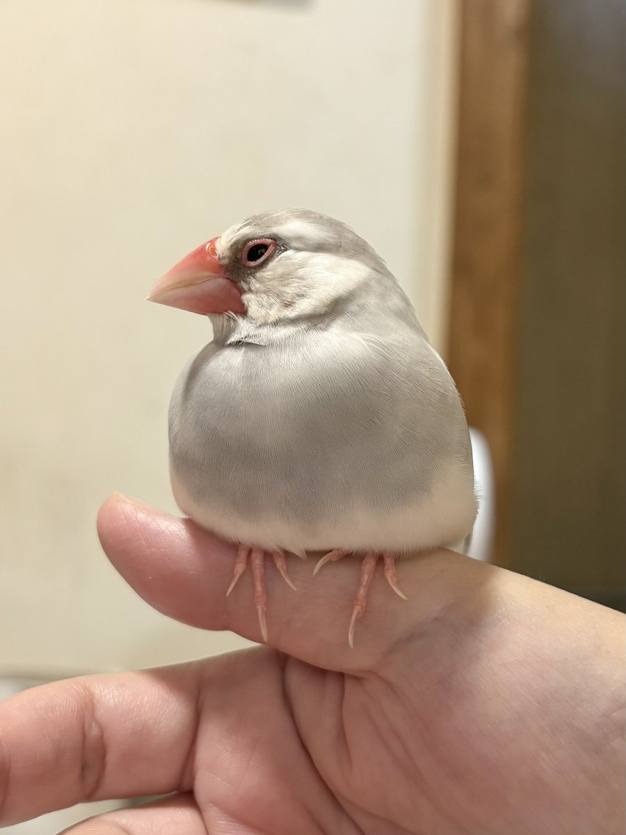 naruru0902's tweet photo. まだまだ元気いっぱい発情有る6歳文鳥なんだけど放鳥中にウトウトする事が増えた気がする
あと何年一緒にいられるかわからないから家にいられる時はなるべくそばにいたい https://t.co/FN23MVtp2f