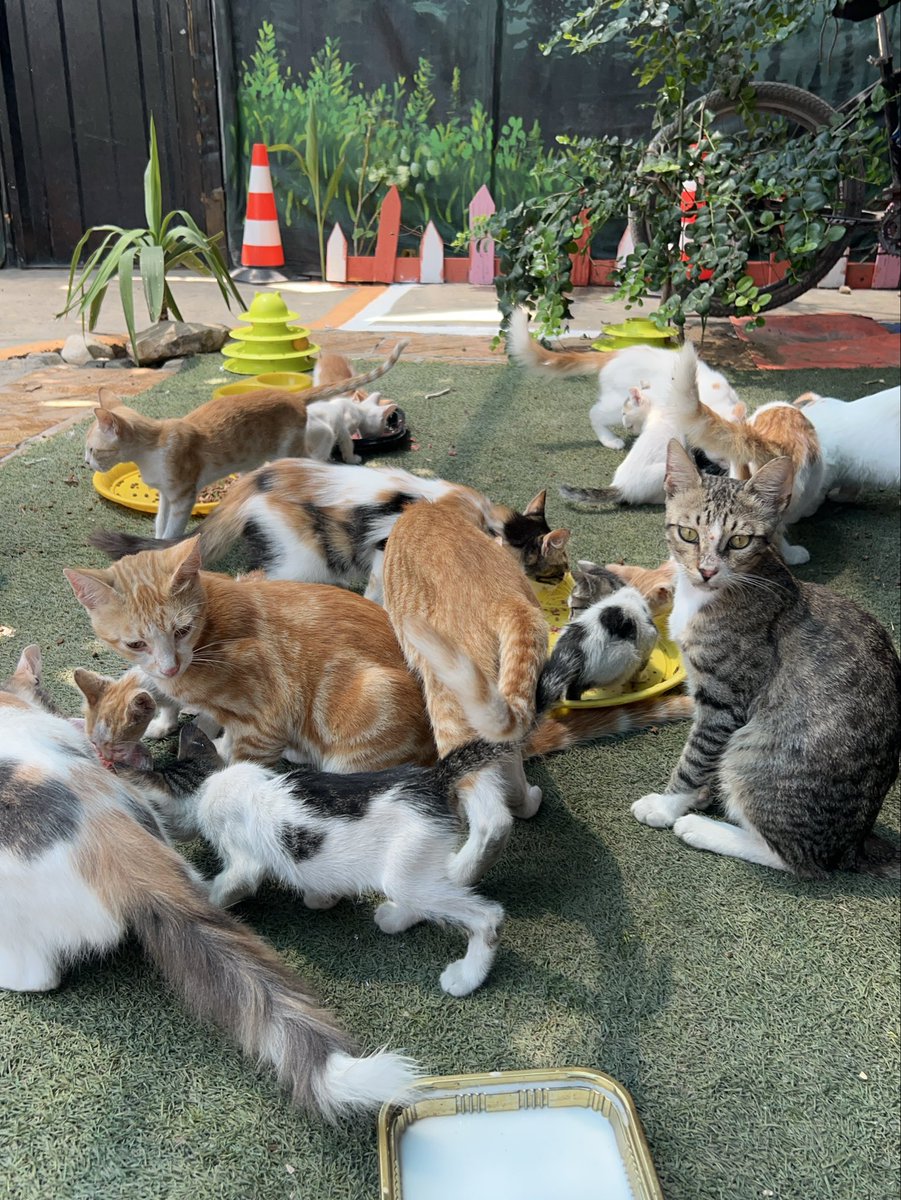 RescueCare tweet picture