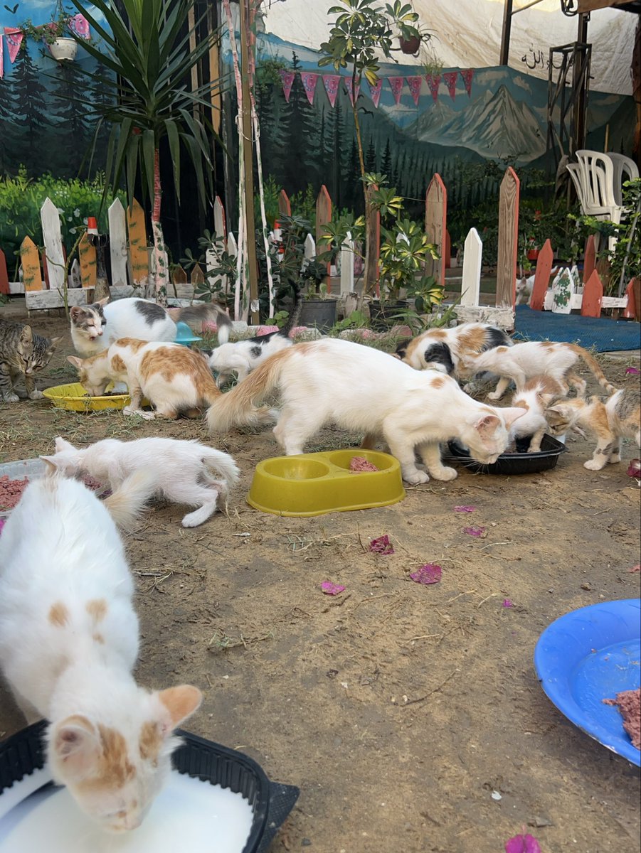 RescueCare tweet picture