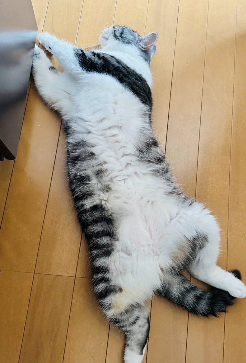 zt_oelo's tweet photo. @mb3M82LblM6hP5q のびのび生きてるのですら可愛いです🥹
撫でたら猫パンチされますが、、（懐かれない） https://t.co/bbMbKvi4Sq