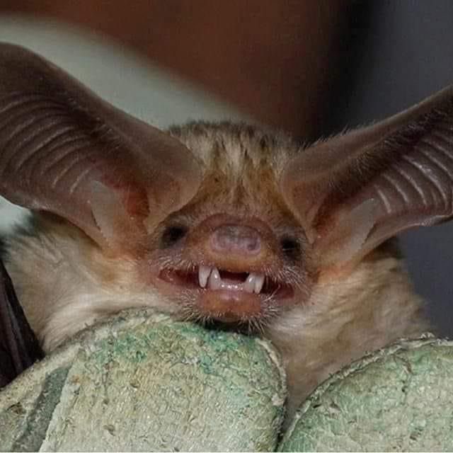 battwting tweet picture