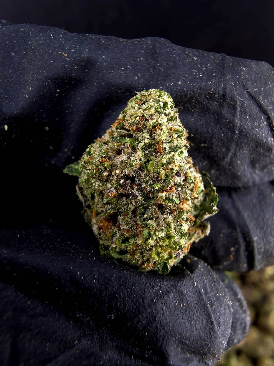 valetag4's tweet photo. ☃️【 💡 Indoor • มหาชัย 🌳 】🇹🇭
🍿Size Pop M ❄️ ✨

🔸 Pop Double Up 🎰⛽️
🔸 Indica70% 🔸THC36%

Aroma🔺 Gas ⛽ Fruit 🍎 Diesel 🛢️

💸100G = 1,400฿ , 1KG = 9,500฿💸

🛍️สนใจสินค้า @Line 
ทักแชท ตามสั่งได้เลยครับ🔻
Line ID (.) ▶️ 0924153858.
https://t.co/wW1z2epETi

#weed #og https://t.co/ygpgqah0o7