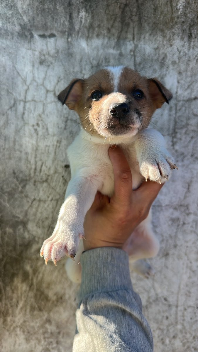 lagarzasosa_'s tweet photo. Buenos díass! Tenemos bebés!!!
Son 5 hembritas y un macho, para dar en adopción
aun no tienen nombre, nos ayudás a elegirles uno?
los leo! https://t.co/t9xnjFI890