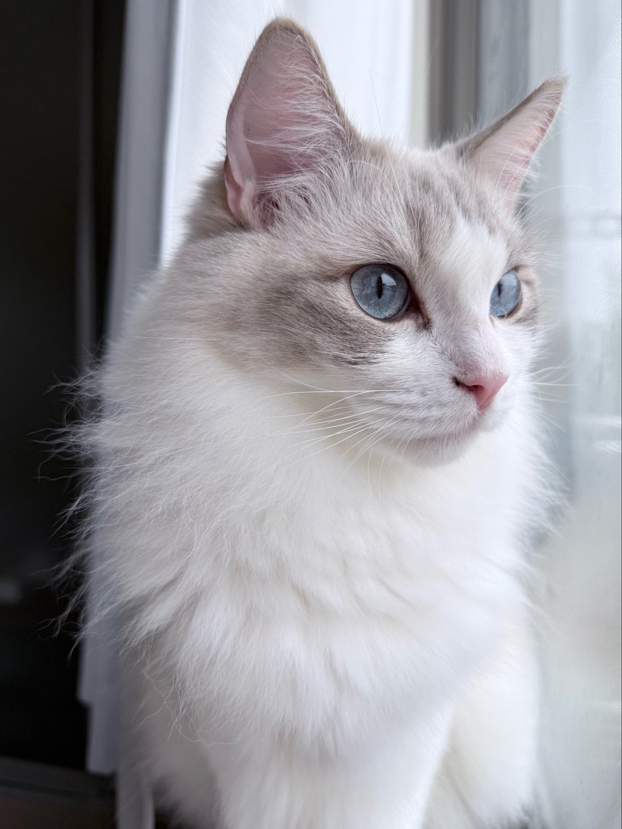 tiaragdoll's tweet photo. 今日のニャルソック🐱 https://t.co/5TomxOsgRn