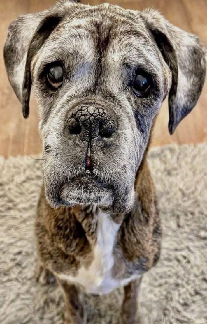 Dalbodog's tweet photo. Never Forget Old Dogs Are Beautiful Too 🩶🥰❤ https://t.co/qYoSVIHMPP
