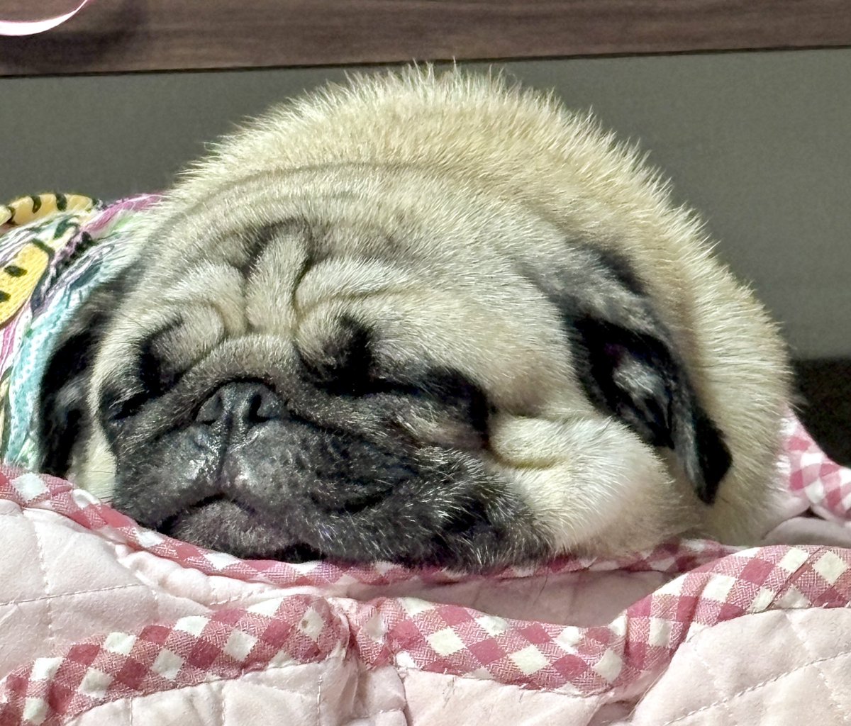 chachamaru_pug's tweet photo. お饅頭すぎる

#pug #パグ https://t.co/BdL4g2QptH