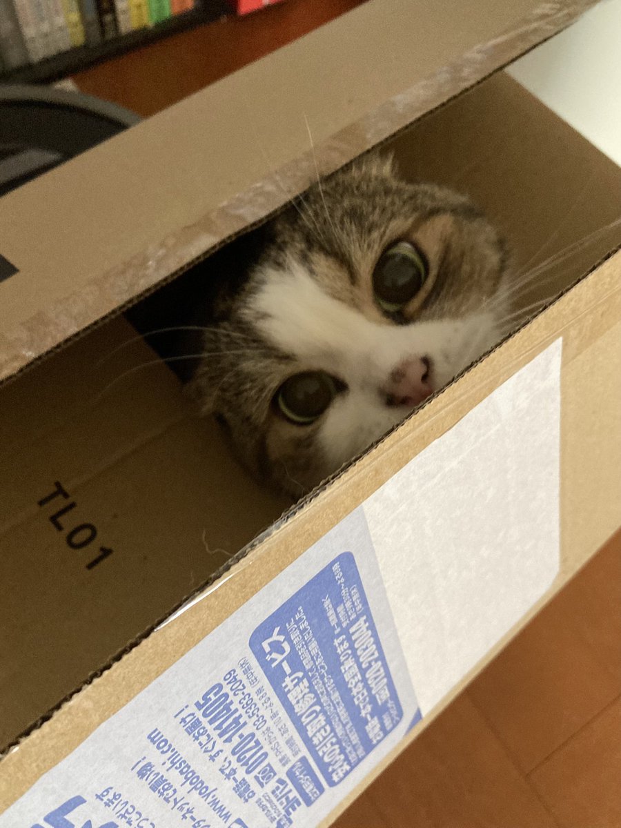 kuwata's tweet photo. 今日で11歳になる太郎。
まだまだ元気いっぱい。
今夜はシーバ祭りです。 https://t.co/YiQomPdxUJ