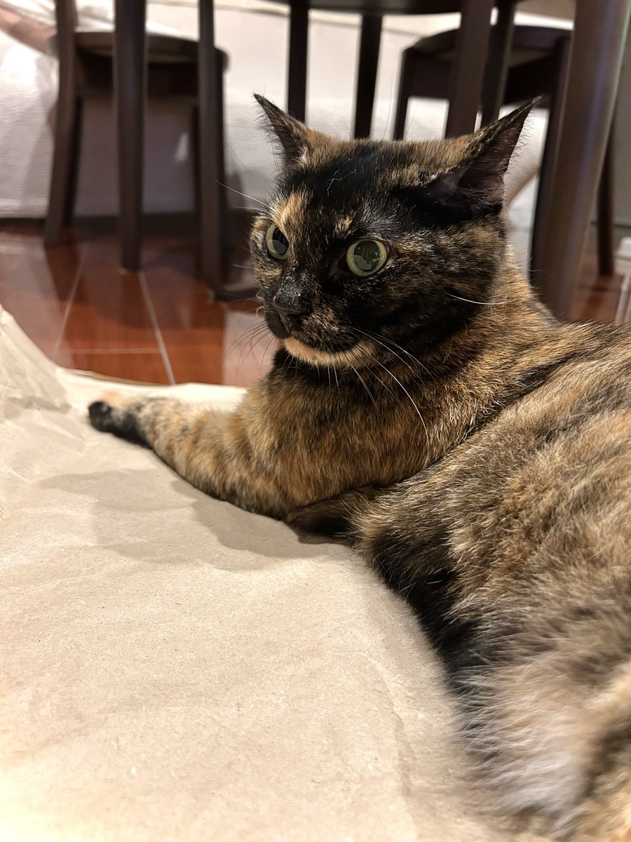 P_caroto's tweet photo. おかえりする
#サビ猫 https://t.co/vRKYcnPkTj