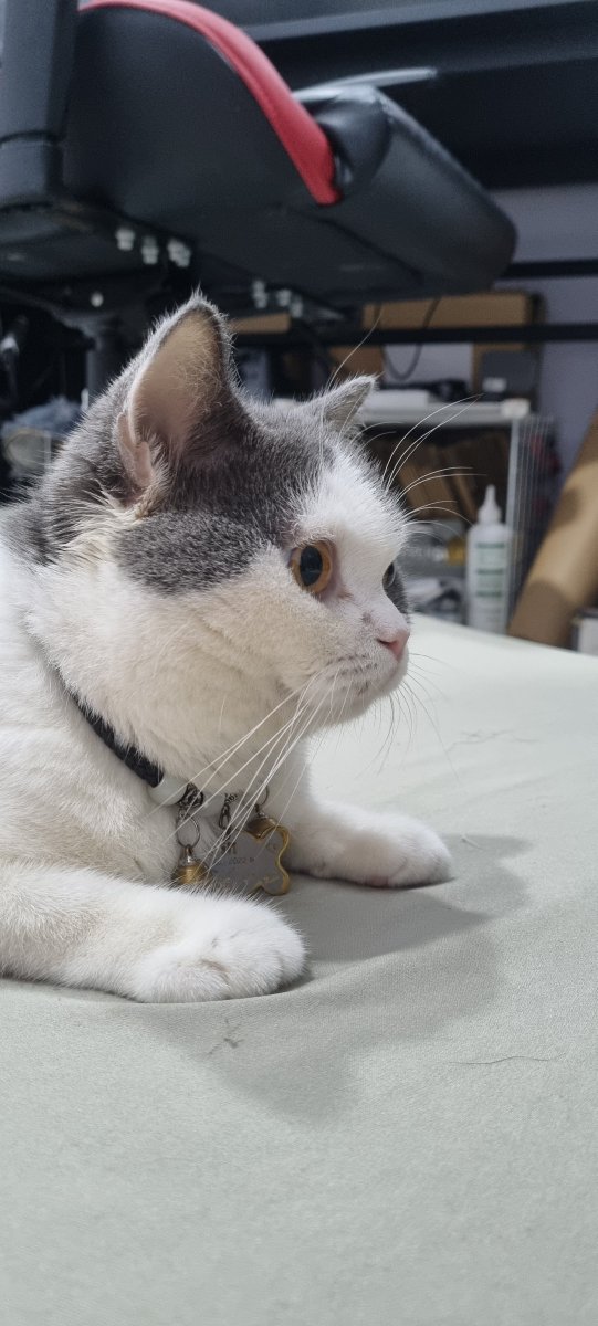LifeWithNerio's tweet photo. Mọi người cho mình hỏi bé này là giống mèo gì nhỉ? Mình thấy khá giống mèo Anh lông ngắn nhưng hình như mèo Anh lông ngắn đâu có màu này. https://t.co/mAq9PrtJij