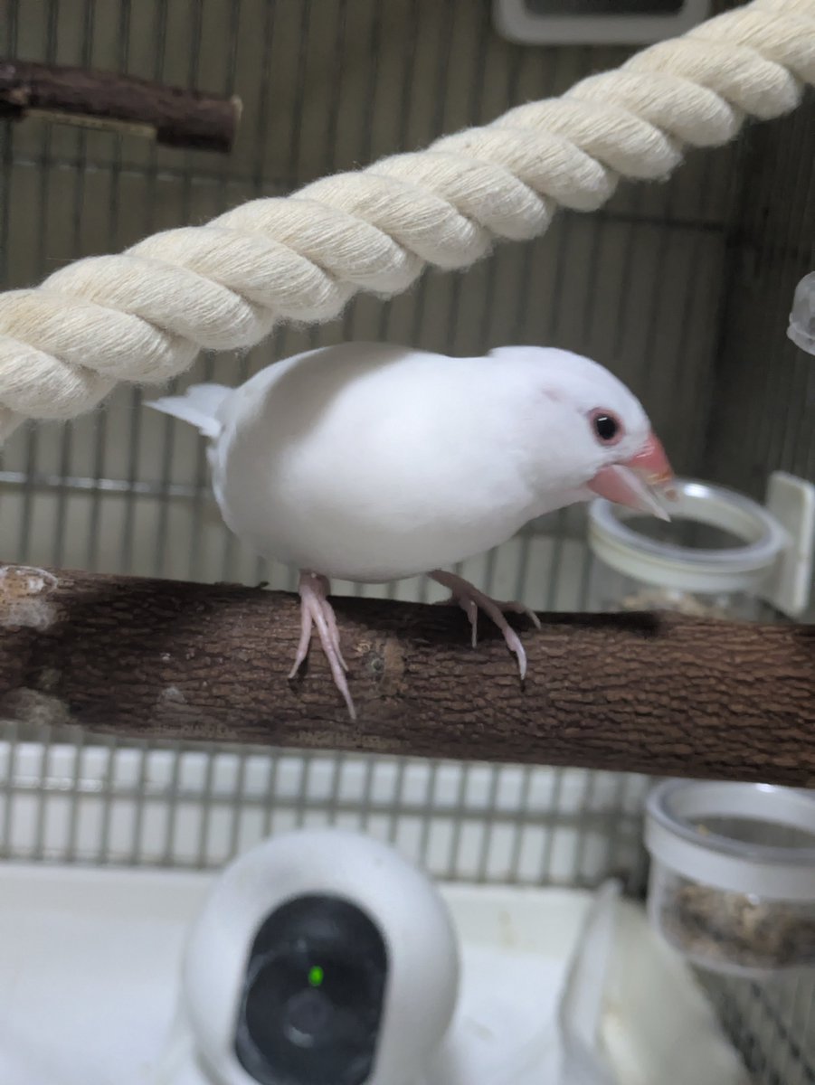 XLBunchou's tweet photo. 腹ペコ文鳥 https://t.co/yLrc4oKBJU