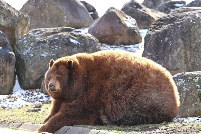 bearlyable2's tweet photo. CH-CH-CHONK!!!
#fatbearweek https://t.co/XYHT82KUHX