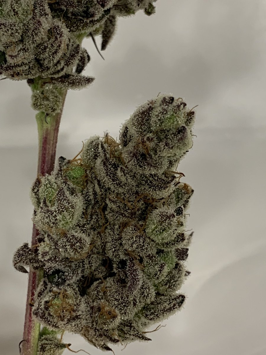 lilwillywallace's tweet photo. my other Chimera 2 pheno, this one is a keeper for me🔥🔥🔥 getting this girl into rotation soon 🗓️ https://t.co/Pkc9baPQ6v