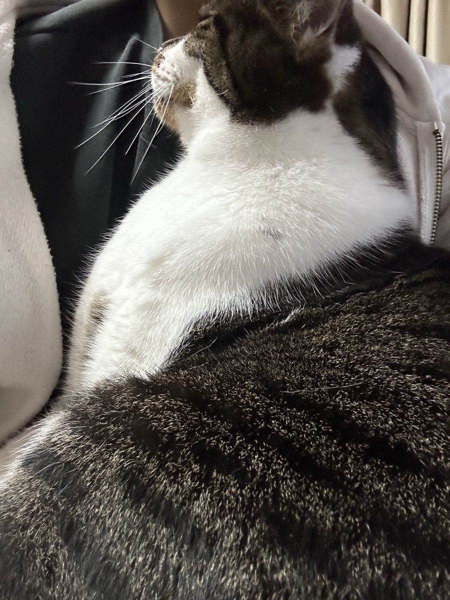 hiro_easylazy's tweet photo. 気づいたらだっこさせられてた https://t.co/ETjxkvj4wr