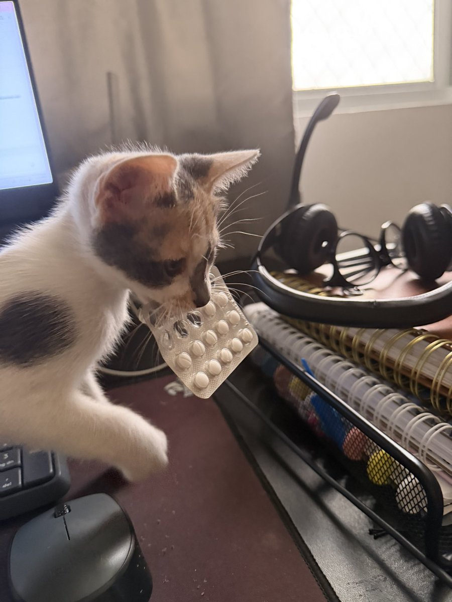 otakiinha's tweet photo. Adotei uma gata geração Z e com 2 meses de idade ela já ama brincar com uma cartela de escitalopram https://t.co/mJgaRrdTdv