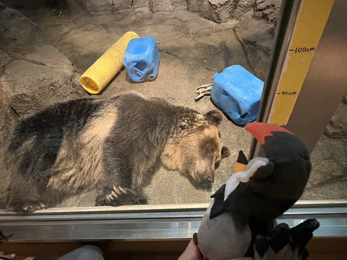 104moray30's tweet photo. テンガン山登れず、イモモチだけ食べてすべてのどうぶつとであってきた
クマとエンカした https://t.co/R31xhRexEL