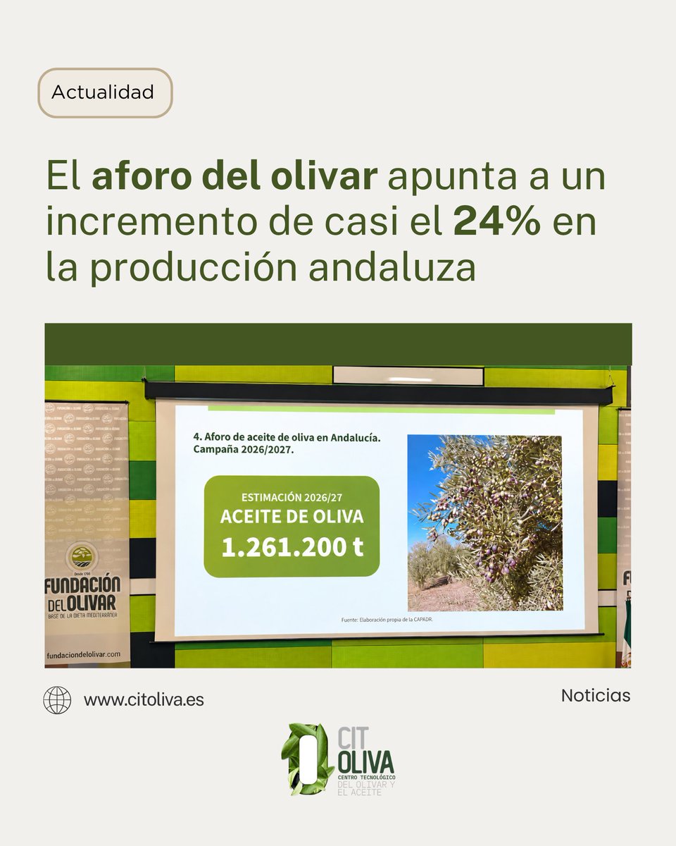 citoliva's tweet photo. Andalucía encara una nueva campaña oleícola con una previsión de 1.261.200 toneladas de aceite de oliva.

Hoy se ha presentado el aforo del olivar para la campaña 2026/2027, que estima una producción de 575.000 toneladas en la provincia de Jaén. https://t.co/NkSY8MSC7Y
