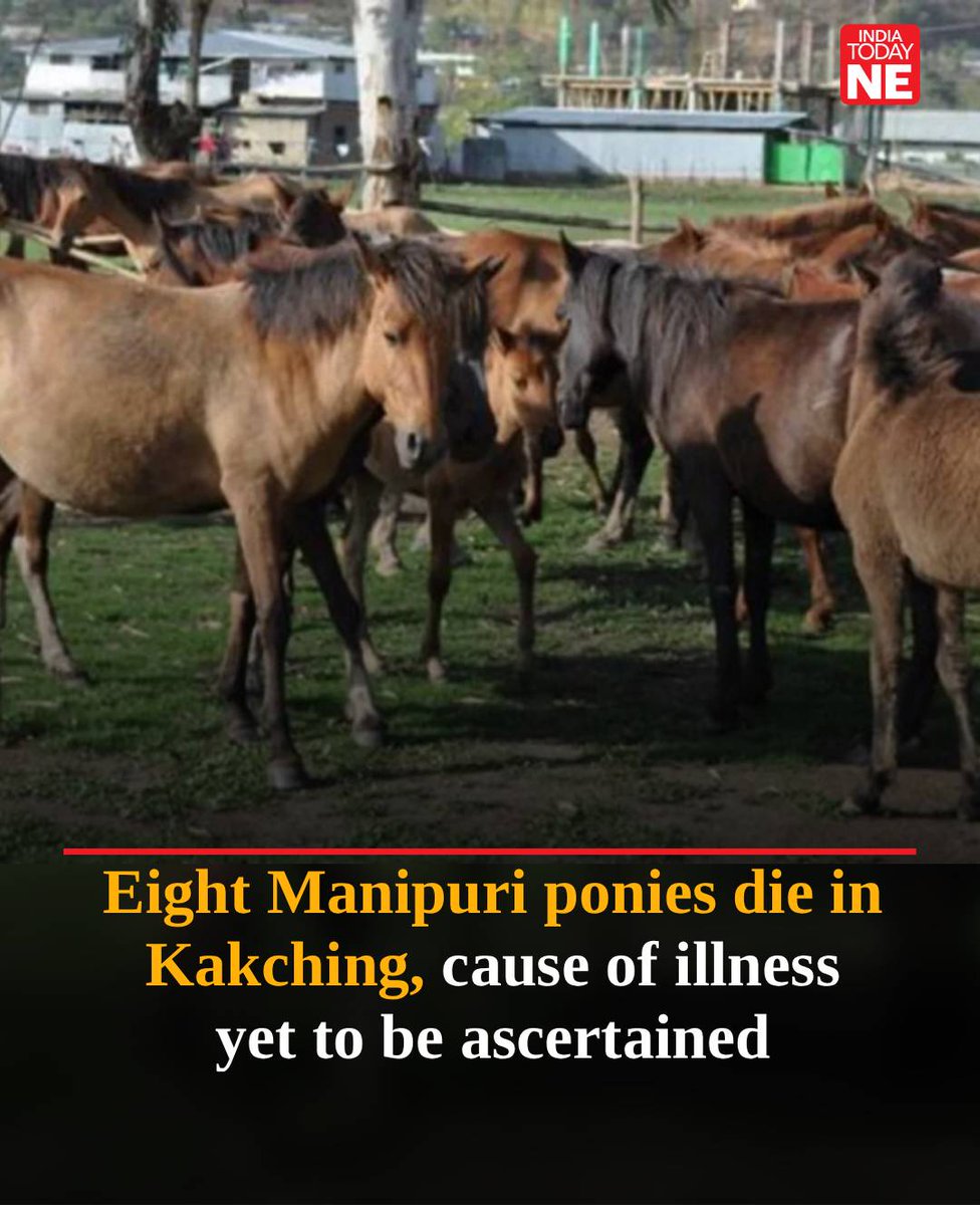 IndiaTodayNE's tweet photo. #Manipur: The deaths of eight Manipuri #ponies in Wabagai area of Manipur's #Kakching district have raised concern among pony owners and the state's equestrian and polo communities, with laboratory test results awaited to determine the cause of the illness.
The issue was highlighted at a press conference at the Manipur Press Club on September 29, where representatives of leading equestrian and pony organisations urged continued monitoring and timely veterinary intervention.
https://t.co/0lMQ60llnw