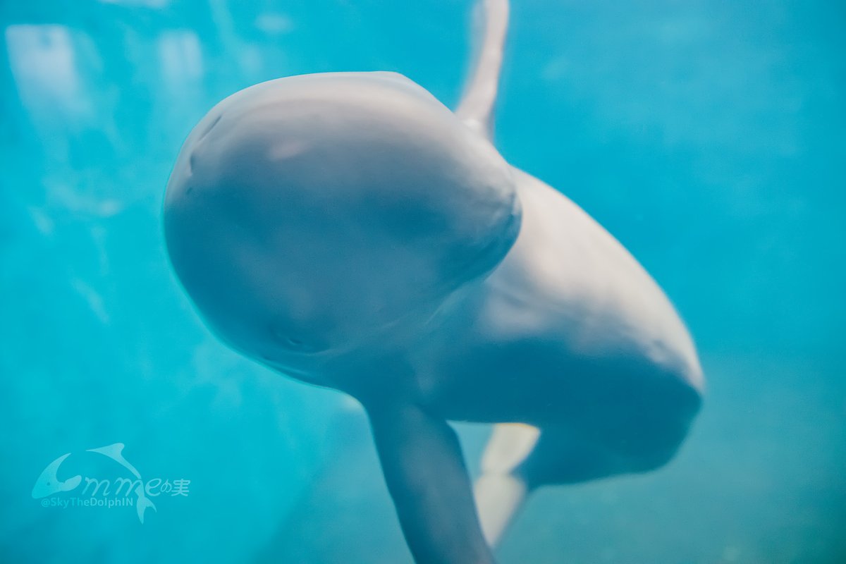SkyTheDolphIN's tweet photo. スナメリはくねくねしている…
#鳥羽水族館 #スナメリ #チョボ https://t.co/KTU6FXFJBr