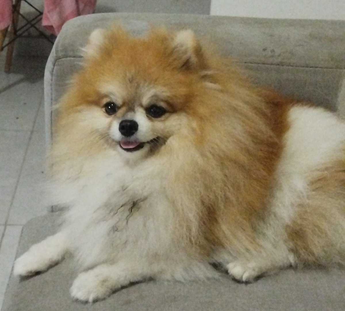 Lomoon084's tweet photo. Essa é Ruby, chegou na minha vida ainda filhote. Uma vez eu tava chorando muito, foi quando ela chegou pulando em cima de mim e começou a lamber meu rosto como se estivesse tentando limpar as minhas lágrimas.

Salvou minha vida, mas de uma vez.
#FromPetToTatari #ClashOfCritters https://t.co/9376rJphFa