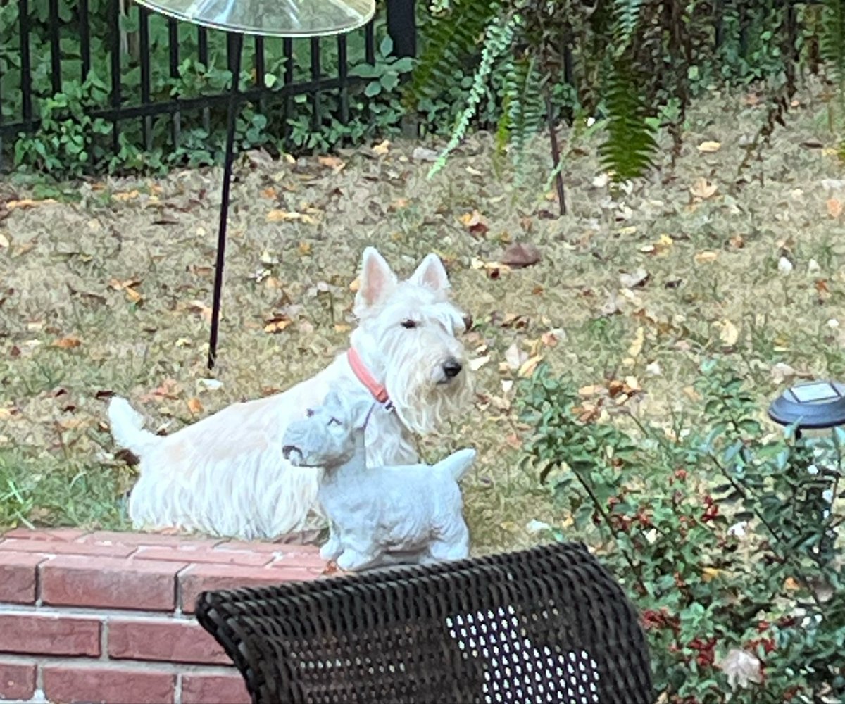 rozcar28's tweet photo. Bertie and his “little buddy” #Dogs #Scottishterrier #StrikeAPose https://t.co/j7MNMiWkLc