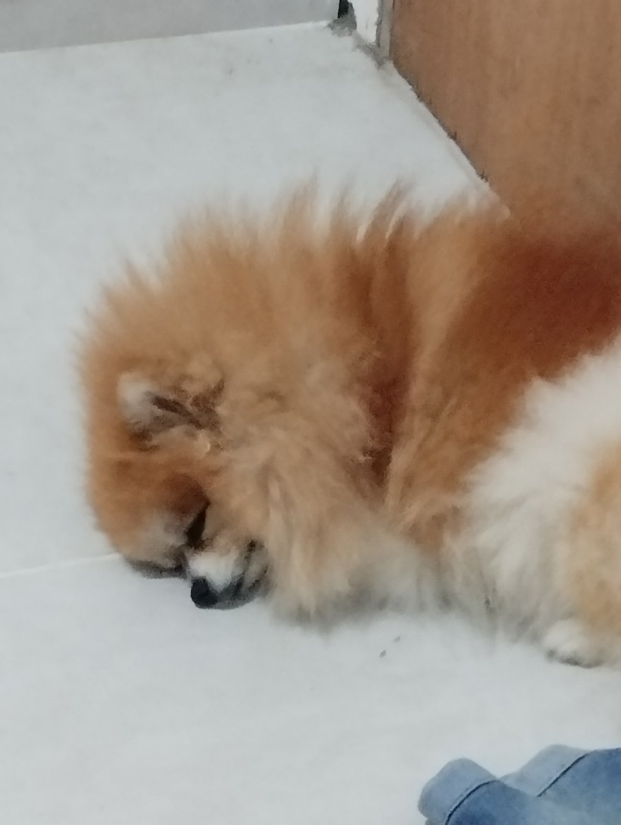 Lomoon084's tweet photo. Essa é Ruby, chegou na minha vida ainda filhote. Uma vez eu tava chorando muito, foi quando ela chegou pulando em cima de mim e começou a lamber meu rosto como se estivesse tentando limpar as minhas lágrimas.

Salvou minha vida, mas de uma vez.
#FromPetToTatari #ClashOfCritters https://t.co/9376rJphFa