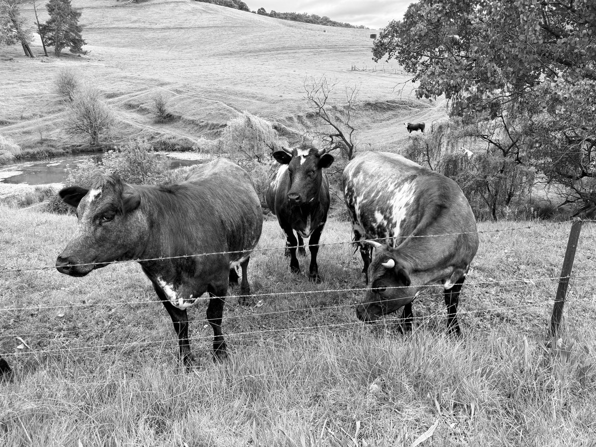 FilipHansen79's tweet photo. Chewing the cud with the local ladies 🐄 #MonochromeMonday (on a late Tuesday night) https://t.co/jR1sN7tNd1