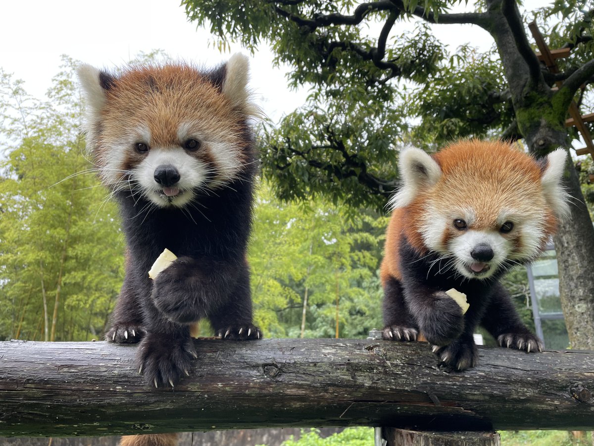 asa_zoo's tweet photo. 雨の日のおやつタイム。
雨で毛が濡れているように見えないマル（動画:右）とキラ（動画:左）。
レッサーパンダの被毛は二層構造になっており、外側の毛（オーバーコート）は高い撥水機能を持っています。

#zoo　#レッサーパンダ https://t.co/uLlHznS5Hx