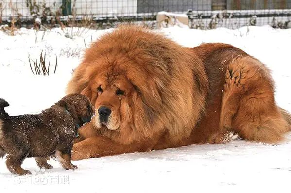Chinaswordbot's tweet photo. チベット高原産のモフモフ動物といえば、ヤクの他に大型犬のチベタンマスティフもいますね

実は中国では2000年代初頭に、チベタンマスティフを警察犬に採用できないかが真面目に検討されていました。国産犬種の警察犬を持っておくというのは、将来への備えとしてはそれなりに意義のあることです

優れた体格とパワー、勇敢さを持ち、古来から番犬として飼われているチベタンマスティフですが、しかし現在に至るまで警察犬としては結局採用されていません。その理由はいくつかあります

・あまり頭が良くない
チベタンマスティフは集中力が長く持続せず、複雑な命令を長時間守るのが苦手です

・忠誠心が強すぎる
警察犬はトレーナーから警察官のパートナーまで複数の人間に従う必要がありますが、チベタンマスティフの強い忠誠心は最初の一人の主人にだけ向けられる傾向があります

・力加減が苦手
警察犬はあくまで犯人を取り押さえるのが役目ですが、チベタンマスティフはトレーナーの監督下であっても、攻撃時につい「やりすぎて」しまいがちです

強い忠誠心と縄張り意識を持つチベタンマスティフは、やはり番犬として「外敵＝攻撃」のシンプルな仕事をこなすのが一番向いていたようですね