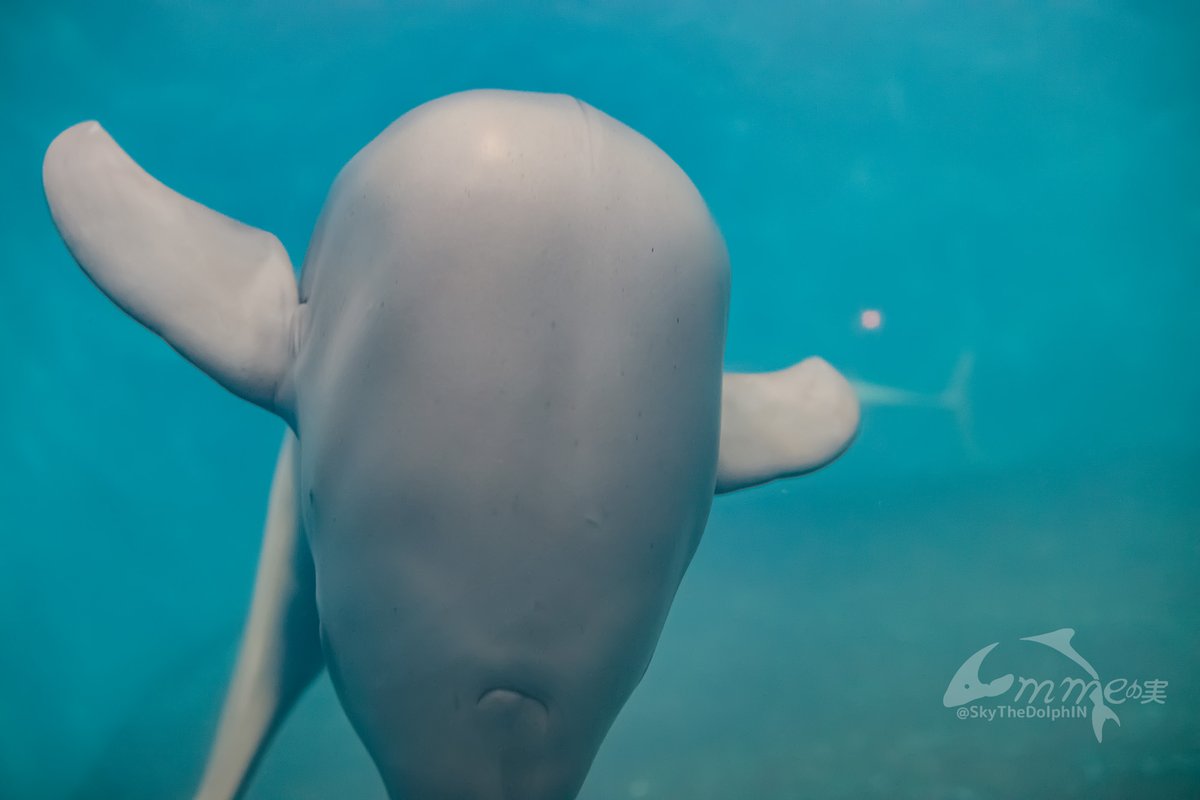 SkyTheDolphIN's tweet photo. スナメリがくねくねしている…
#鳥羽水族館 #スナメリ #チョボ https://t.co/Ozw5N0UJfj