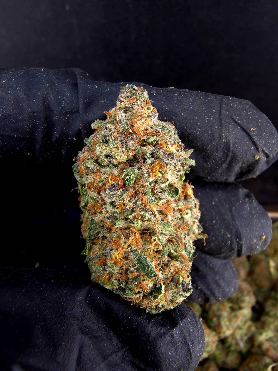 kaai_neuua_boi's tweet photo. ☃️【 💡 Indoor • GACP Extra 🪴 】🇹🇭
🥦Size Top Mid ❄️✨

🔸 Top KING JUICE 👑🍊
🔸Hybrid 🔸THC27%

Aroma🔺 Orange 🍊 Sweet 🍬 Citrus 🍋

💸100G = 1,299฿ , 1KG = 8,500฿💸

🛍️สนใจสินค้า @Line 
ทักแชท ตามสั่งได้เลยครับ🔻
Line ID (.) ▶️ 0924153858.
https://t.co/85BMKgGDfj

#weed https://t.co/1VkleoFB7v