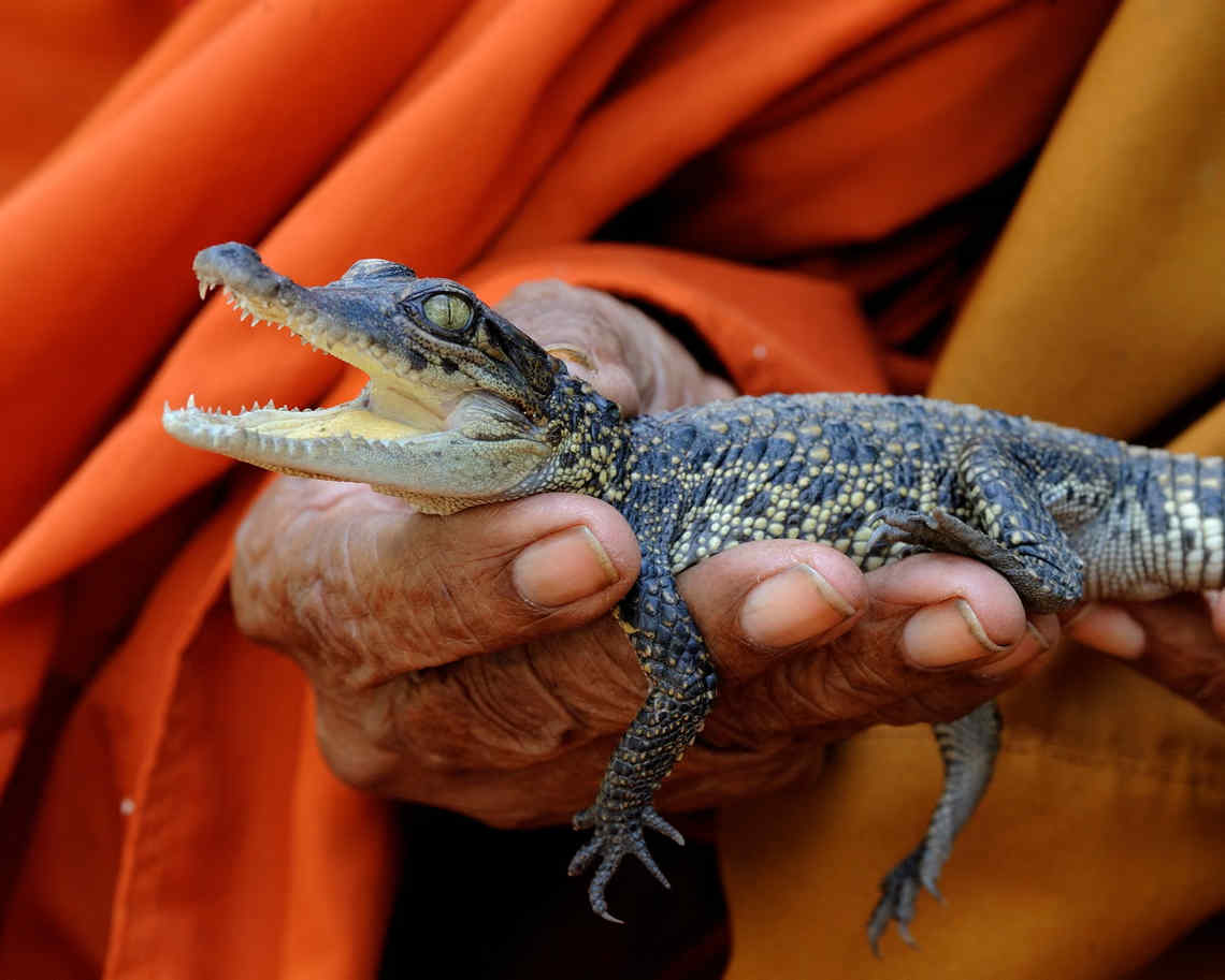 thandojo's tweet photo. Saving the #Siamese #crocodile: #Cambodia moves to protect one of the world’s last wild populations
In the 1990s, conservationists in Cambodia feared the Siamese crocodile had disappeared for good. But in villages dotted among the #wetlands of the remote Cardamom mountains, https://t.co/3pfF3lNFQQ
