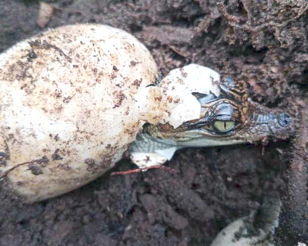 thandojo's tweet photo. Saving the #Siamese #crocodile: #Cambodia moves to protect one of the world’s last wild populations
In the 1990s, conservationists in Cambodia feared the Siamese crocodile had disappeared for good. But in villages dotted among the #wetlands of the remote Cardamom mountains, https://t.co/3pfF3lNFQQ