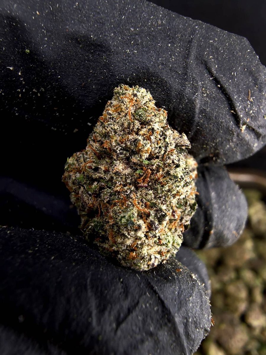 Seikafourtwenty's tweet photo. ☃️【 💡 Farm สป. • SGS GACP 🎋 】🇽🇰 🇹🇭
🍿Size Pop M ❄️ ✨

🔸 FALCON NINE 🦅🖤
🔸 Indica70% 🔸THC20%

Aroma🔺 Gas ⛽ Heavy 🚀 Earthy 🪵

💸100G = 1,400฿ , 1KG = 9,500฿💸

🛍️สนใจสินค้า @Line 
ทักแชท ตามสั่งได้เลยครับ🔻
Line ID (.) ▶️ 0924153858.
https://t.co/2ctg71aMCD

#weed https://t.co/wgKwsqpqBM