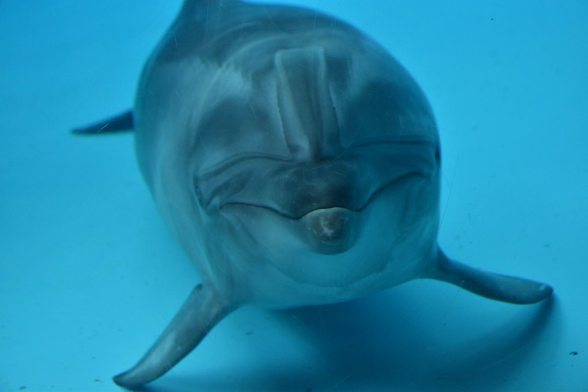 koki_dolphin's tweet photo. パッチの正面顔が大好きなんだ
#海響館　#パッチ https://t.co/v1Nub5NIzk