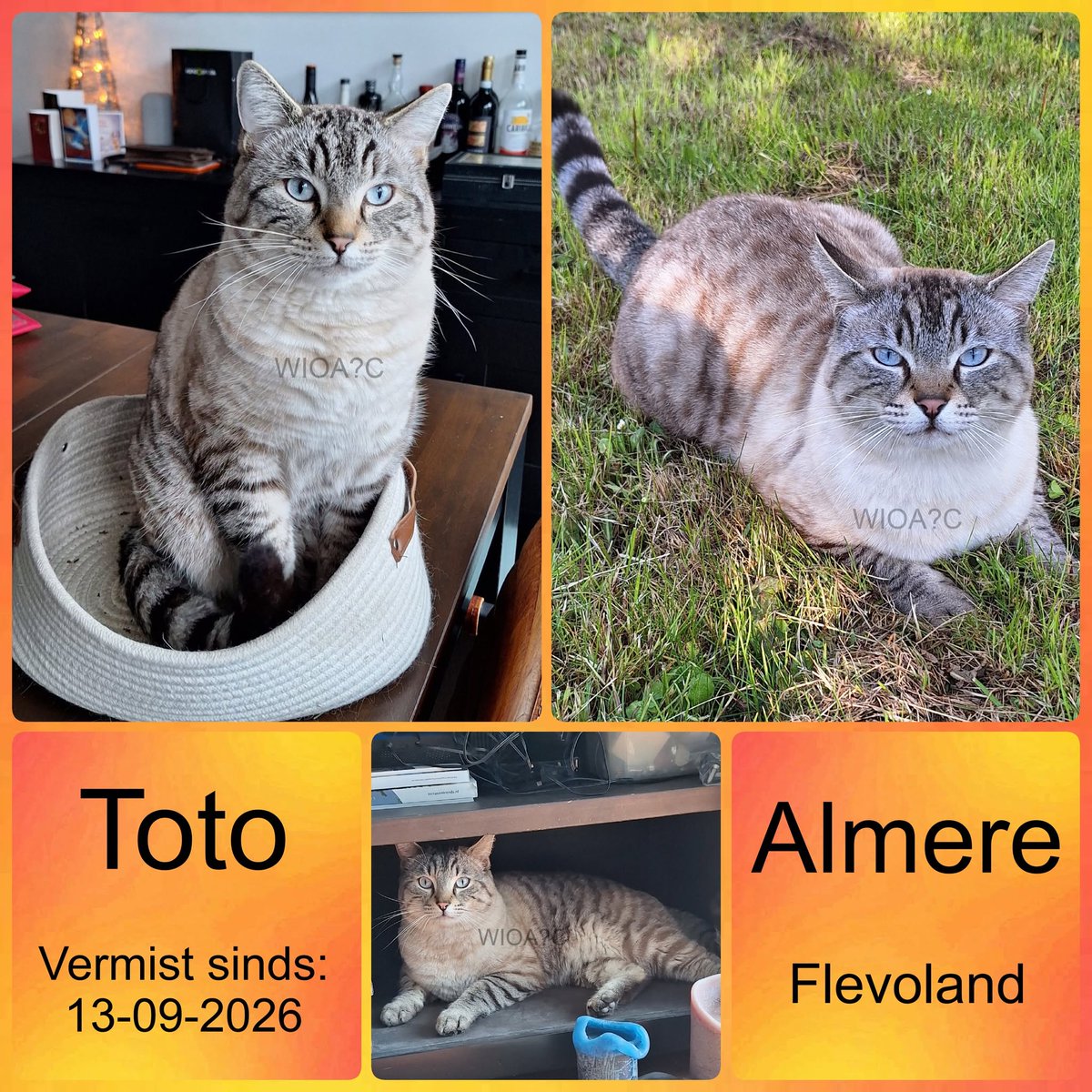waarisonzeangel's tweet photo. Toto #Vermist sinds 13-09-2026 te #Almere #AlmereHaven #Flevoland
https://t.co/38agNhA0rP https://t.co/hk6N8q1v6U