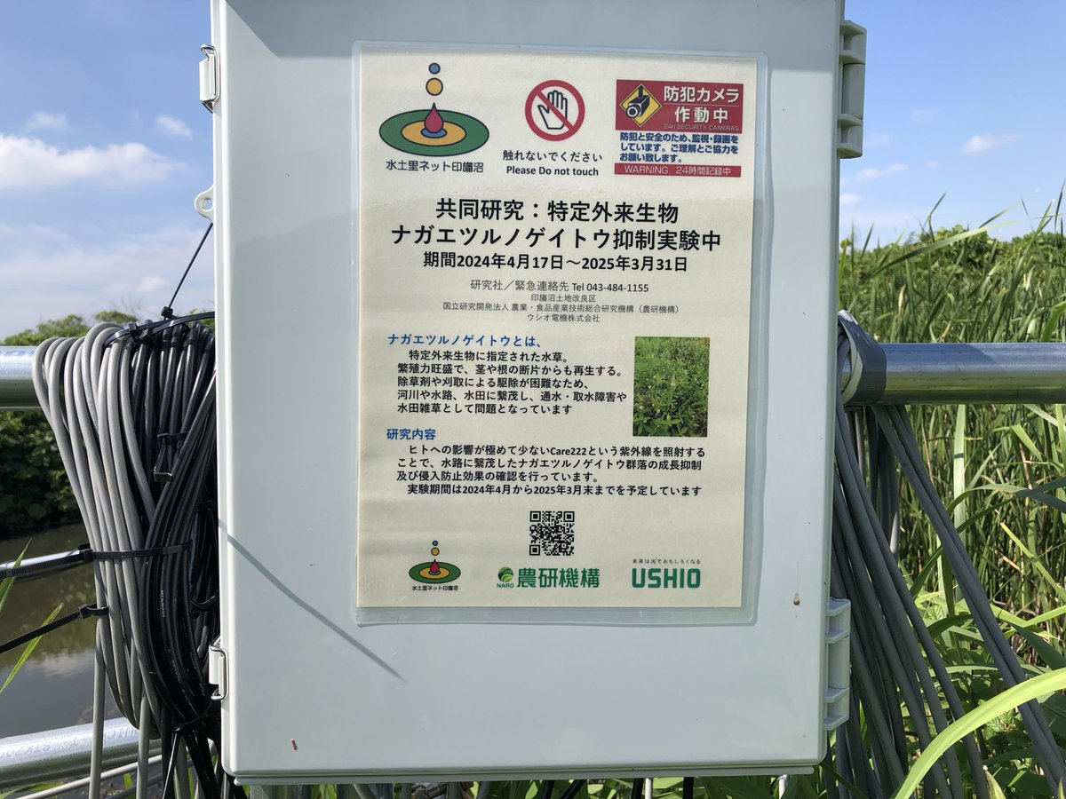 hokusosuisan's tweet photo. 印旛沼！

印西市の旧長門川近くの農家さんと話をした。

浸水した田んぼの中までナガエツルノゲイトウが大量に入っていてどうして良いかとの事…

法律や扱い方が難しい…

侵略的外来生物！

専門家の派遣を！

2次被害にならない為にも対応しなくては！

農家を守れ！

頼むぞ！チーム印旛沼！ https://t.co/P2GBG7Bw4x