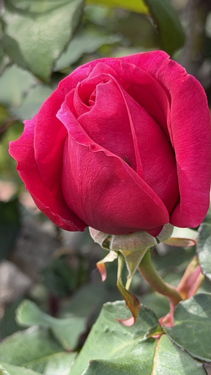 ak47ch's tweet photo. @carolward5064 Good morning!
A splash of colour for Tuesday ♥️🔴🟥🌺
Have a great day😊

#SplashOfColour 
#FlowersOnTuesday 
#FlowersOnX 
#FlowerPower 
#MacroPhotography https://t.co/CcbNDQuKXQ
