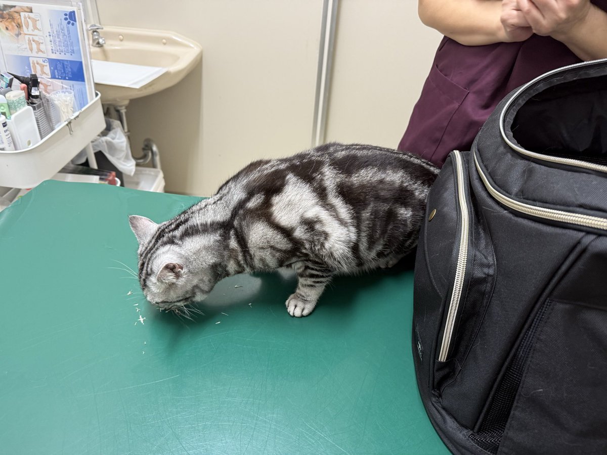 eddie3731's tweet photo. 病院でもらった初めてのカツブシを
ずっと嗅いでたけど
ワクチン打たれて驚いた鼻息で吹き飛ばした https://t.co/TOOV5NxZVJ