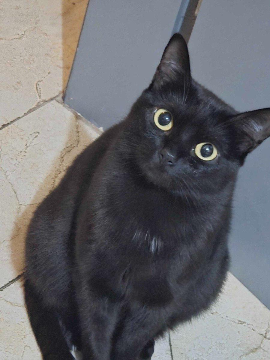 brrrrrrruna_'s tweet photo. um menino postou no slack ontem que ta doando uma gatinha desse sabor que ele resgatou e eu não paro de pensar nisso meu deus quero tanto ela https://t.co/Njc9EXhU0c