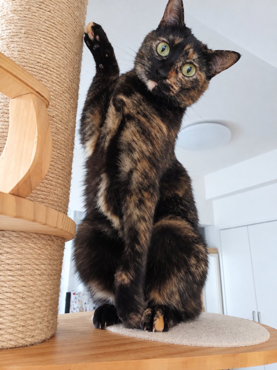 tsumugi_0260's tweet photo. 招き猫の日🐾
わが家にも幸せを招いてくれる可愛いまねきねこがいます💖 https://t.co/AtJGhYZ2vo